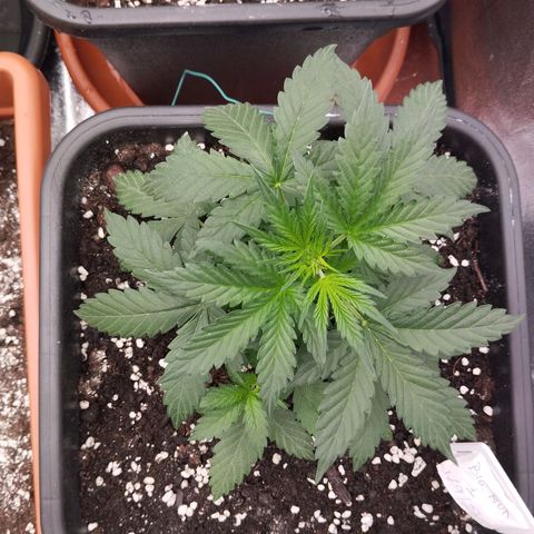 Big Bud Auto 1 growlog timeline photo