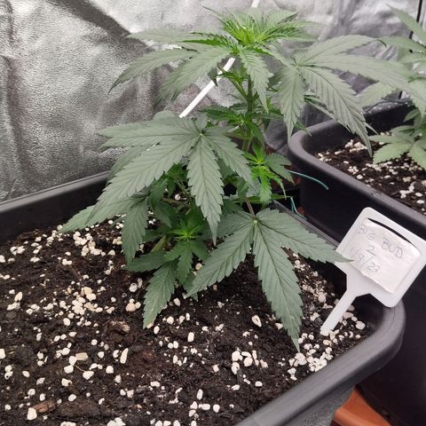 Big bud auto 2 growlog timeline photo