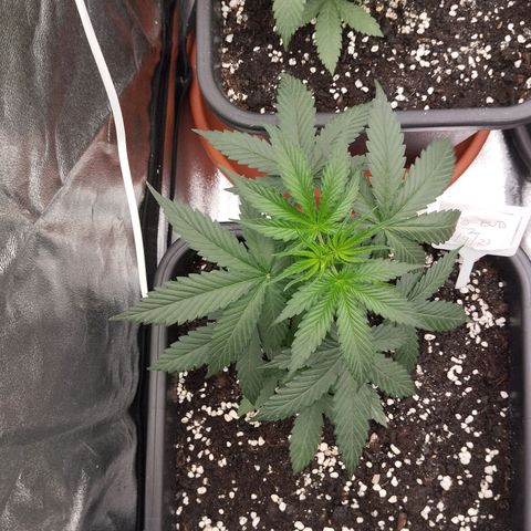 Big bud auto 2 growlog timeline photo