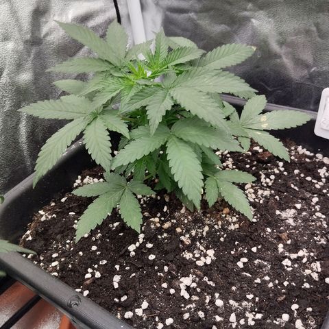 Big Bud Auto 3 growlog timeline photo