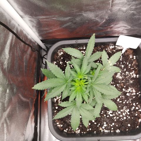 Big Bud Auto 3 growlog timeline photo