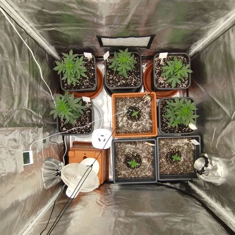 Big Bud Auto 1 growlog timeline photo