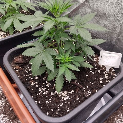 Big Bud Auto 1 growlog timeline photo