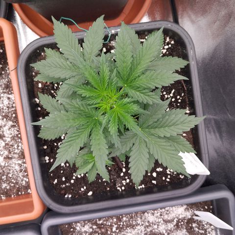Big Bud Auto 1 growlog timeline photo