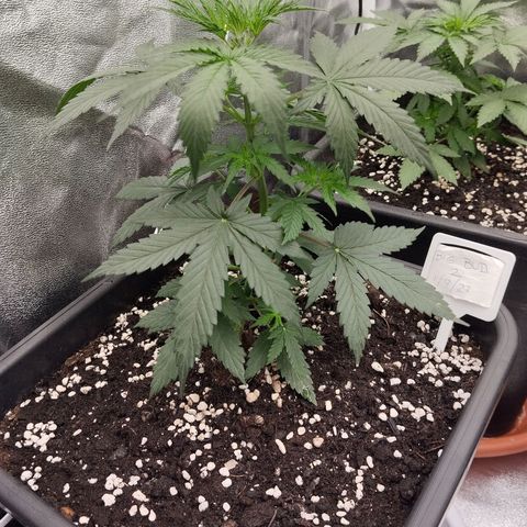 Big bud auto 2 growlog timeline photo