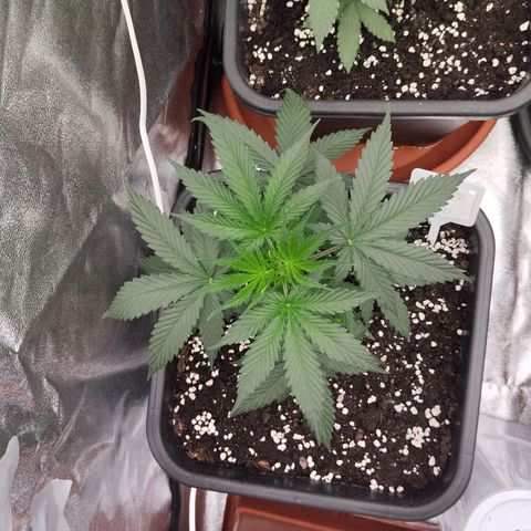 Big bud auto 2 growlog timeline photo