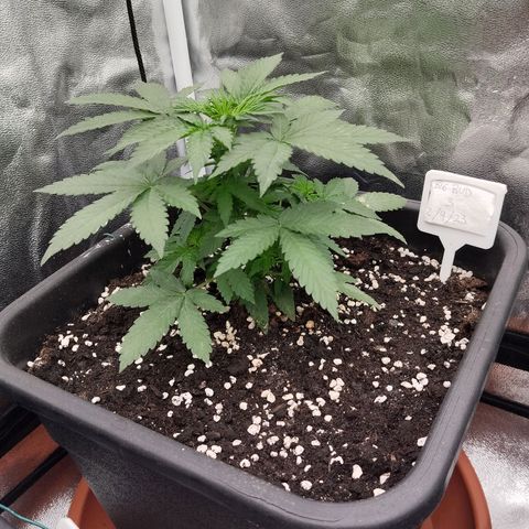 Big Bud Auto 3 growlog timeline photo
