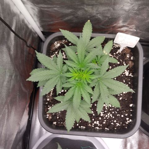 Big Bud Auto 3 growlog timeline photo