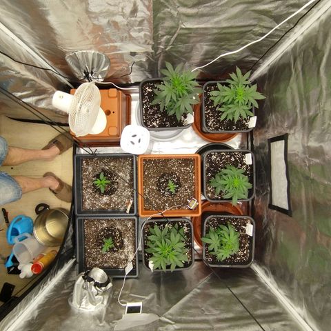 Big Bud Auto 1 growlog timeline photo