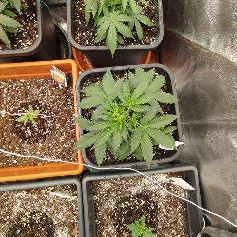 Big Bud Auto 1 growlog timeline photo