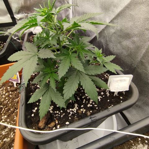 Big Bud Auto 1 growlog timeline photo