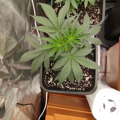 Big bud auto 2 growlog timeline photo