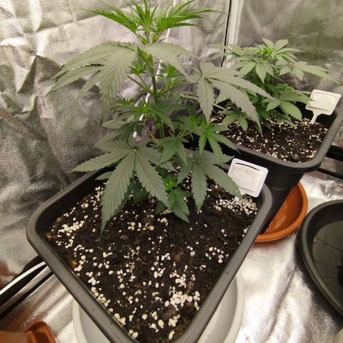 Big bud auto 2 growlog timeline photo