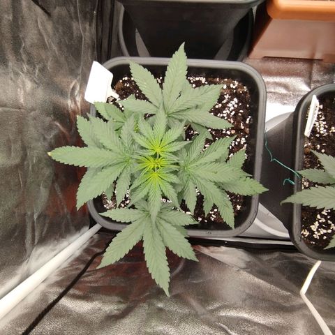 Big Bud Auto 3 growlog timeline photo