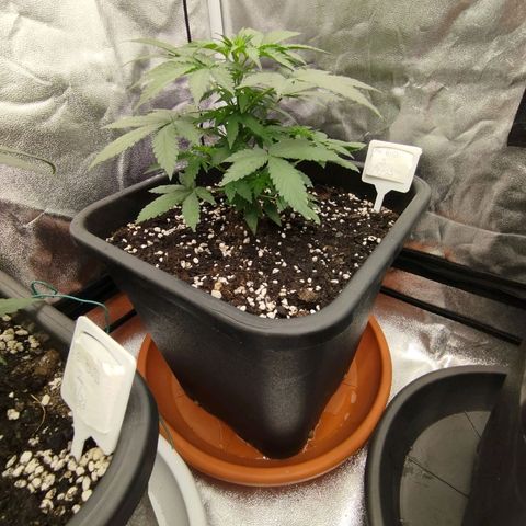 Big Bud Auto 3 growlog timeline photo