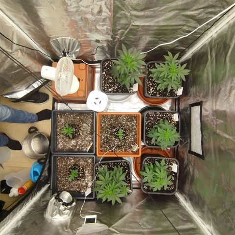 Big Bud Auto 1 growlog timeline photo