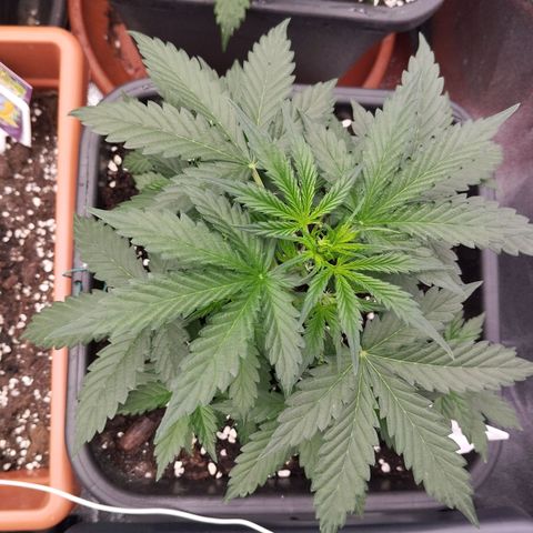 Big Bud Auto 1 growlog timeline photo