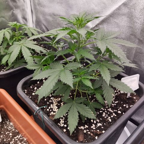 Big Bud Auto 1 growlog timeline photo