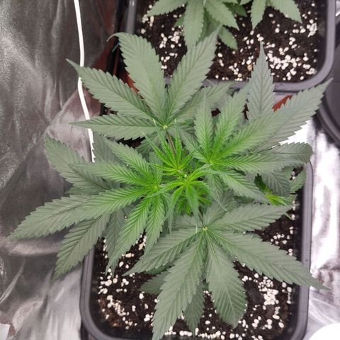 Big bud auto 2 growlog timeline photo