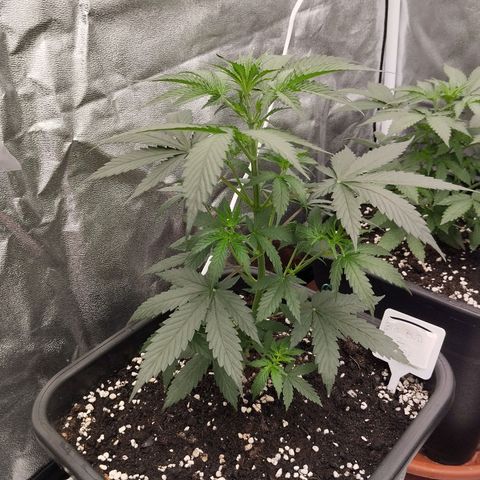 Big bud auto 2 growlog timeline photo