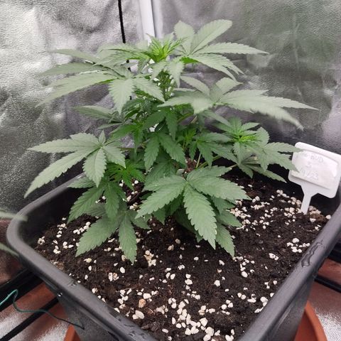 Big Bud Auto 3 growlog timeline photo