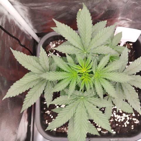 Big Bud Auto 3 growlog timeline photo