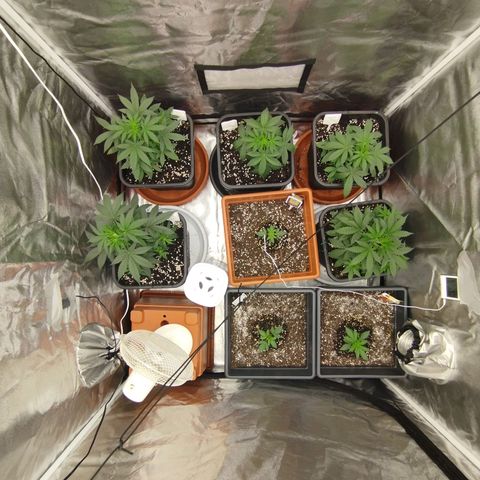 Big Bud Auto 1 growlog timeline photo