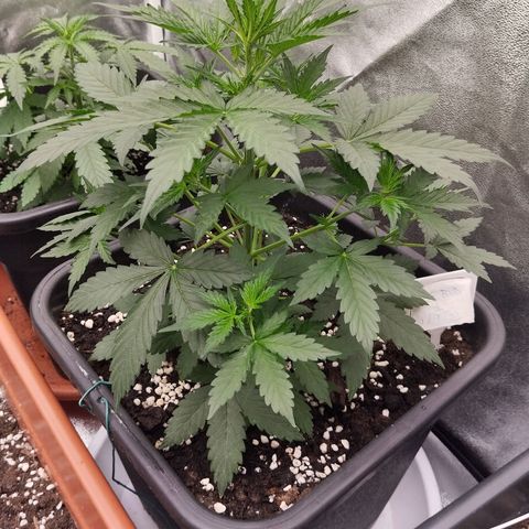 Big Bud Auto 1 growlog timeline photo