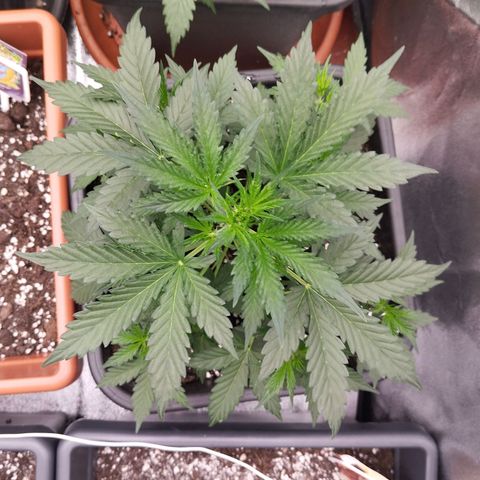 Big Bud Auto 1 growlog timeline photo