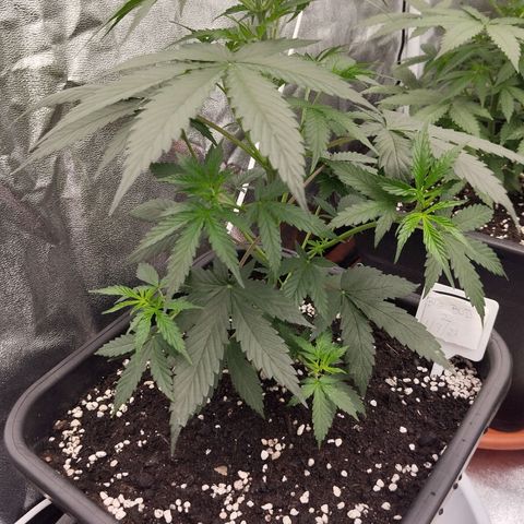 Big bud auto 2 growlog timeline photo