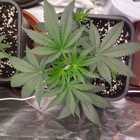 Big bud auto 2 growlog timeline photo