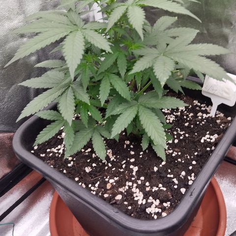Big Bud Auto 3 growlog timeline photo
