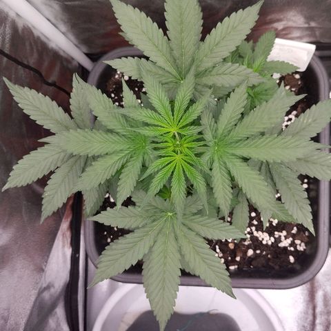 Big Bud Auto 3 growlog timeline photo