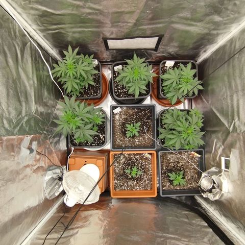 Big Bud Auto 1 growlog timeline photo