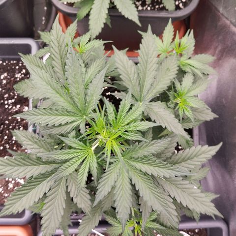 Big Bud Auto 1 growlog timeline photo