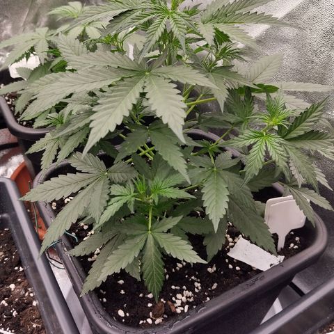 Big Bud Auto 1 growlog timeline photo