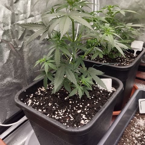 Big bud auto 2 growlog timeline photo