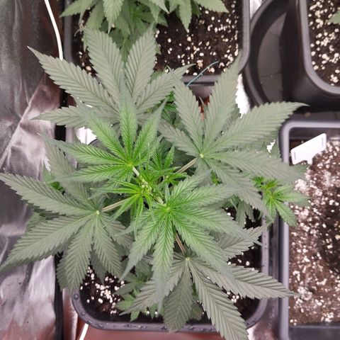Big bud auto 2 growlog timeline photo