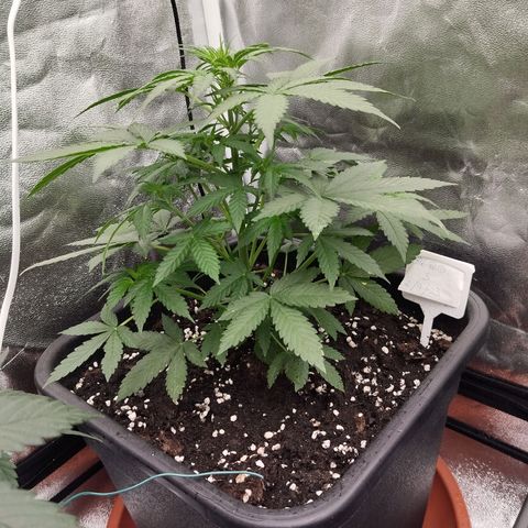 Big Bud Auto 3 growlog timeline photo