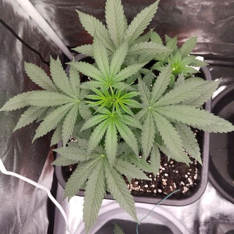 Big Bud Auto 3 growlog timeline photo