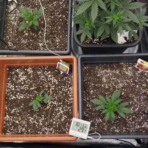 Big Bud Auto 1 growlog timeline photo
