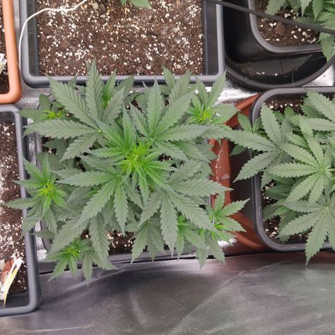 Big Bud Auto 1 growlog timeline photo