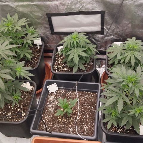 Big Bud Auto 1 growlog timeline photo
