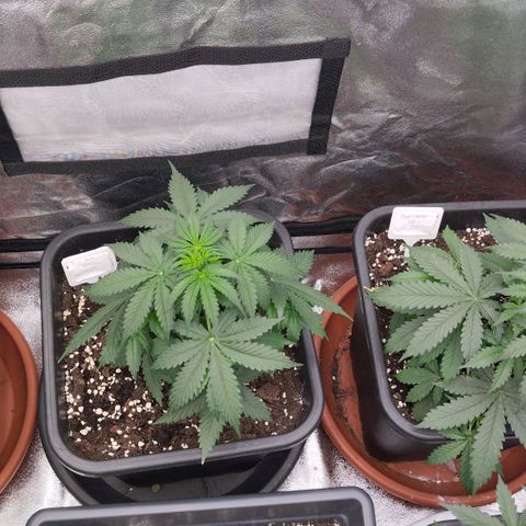 Big Bud Auto 1 growlog timeline photo