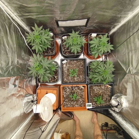 Big Bud Auto 1 growlog timeline photo