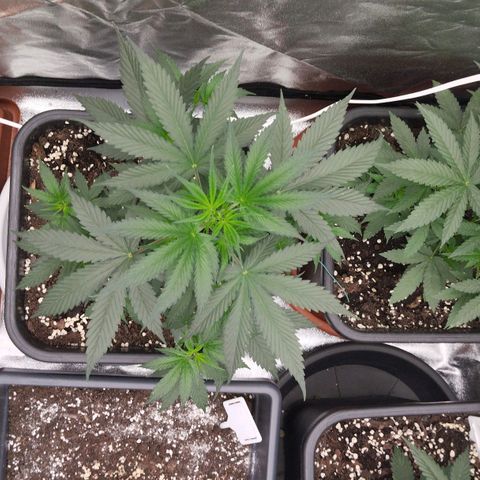 Big Bud Auto 1 growlog timeline photo