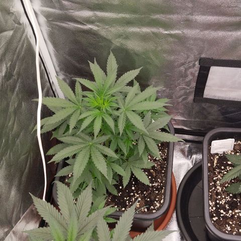 Big Bud Auto 1 growlog timeline photo