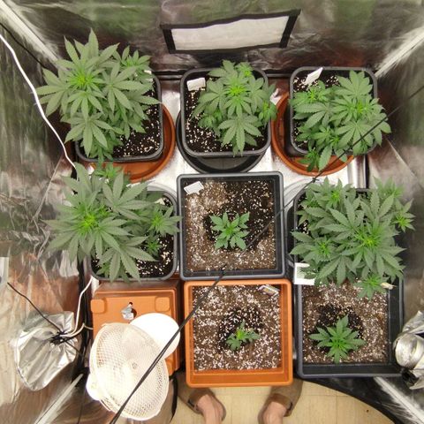 Big Bud Auto 1 growlog timeline photo