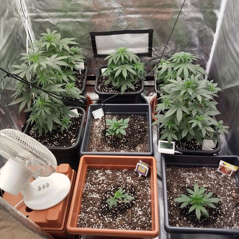 Big Bud Auto 1 growlog timeline photo