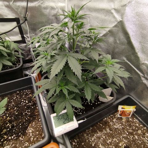 Big Bud Auto 1 growlog timeline photo
